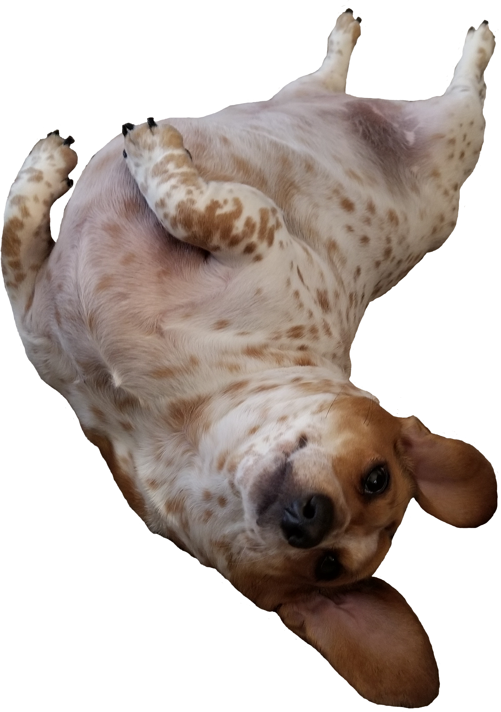 Freckles Wanting Her Tummy Rubbed - Dachshund (3024x4032), Png Download