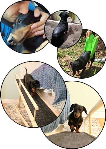 Designed For The Small Dog, But With Dachshunds In - Dachshund (360x504), Png Download
