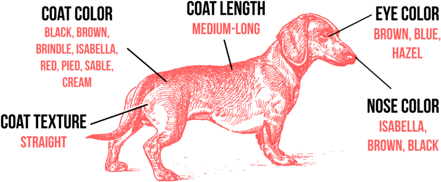 The Most Striking Physical Trait Of The Dachshund Is - Dachshund (1024x433), Png Download