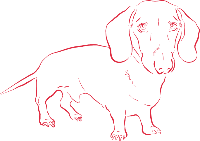 Companion Dog (684x483), Png Download