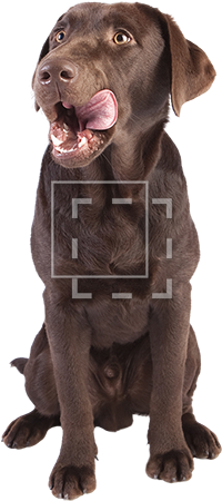 Cutout People - Dog Eating A Pickle (450x450), Png Download