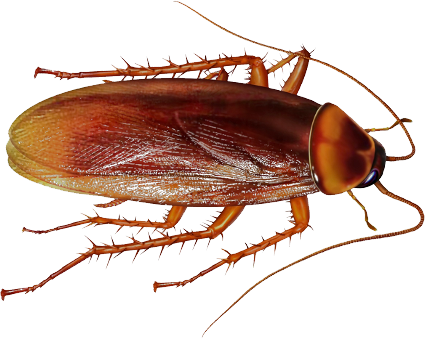 Roach Png - Cockroach Png (425x339), Png Download