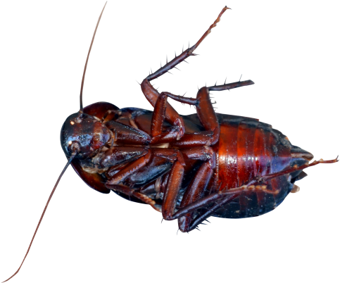 Cockroach Png Transparent Image - Cacroge Png (500x426), Png Download