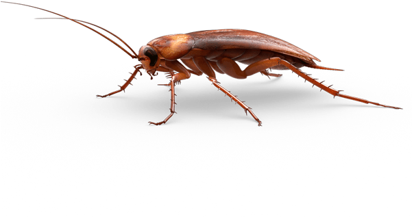 Insects - Cockroach (600x425), Png Download