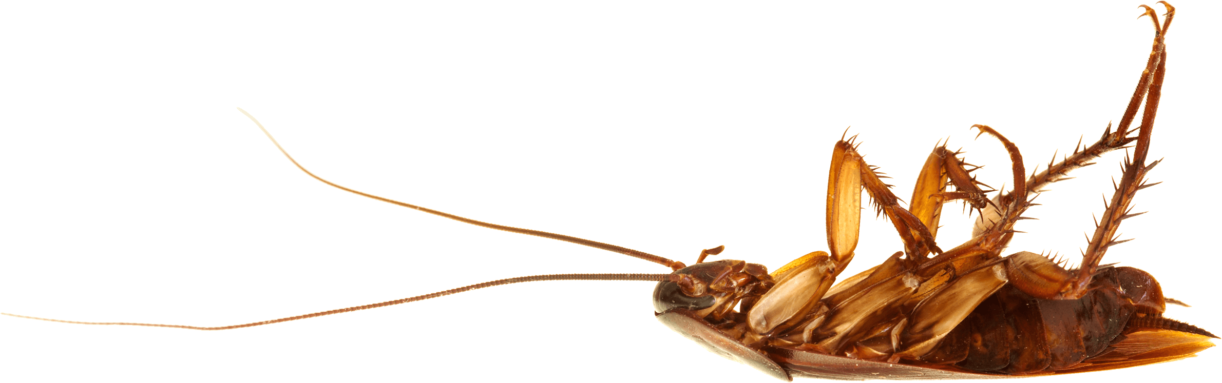 Cockroach On Back - Cockroach Png (2380x747), Png Download