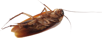 Roach Png (434x280), Png Download