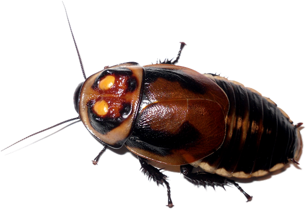 Roach Download Transparent Png Image - Glowspot Roach (689x480), Png Download