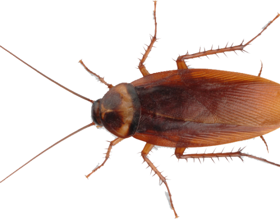 Cockroach Elimination in Homes and Apartments