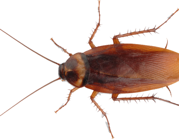 Control Cockroaches In and Around Your Home