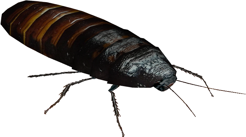 Madagascar Hissing Cockroach 1 - Madagascar Hissing Cockroach Transparent (830x830), Png Download