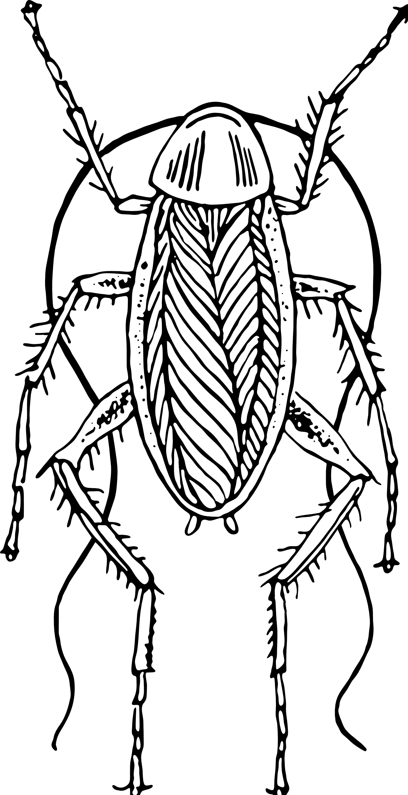 Cockroach Clipart Png (308x600), Png Download