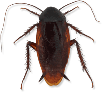 Smokeybrown Cockroach - Cockroach (413x380), Png Download