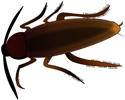 Insect, Creepy, Cockroach, Scrape - Cockroach (473x340), Png Download
