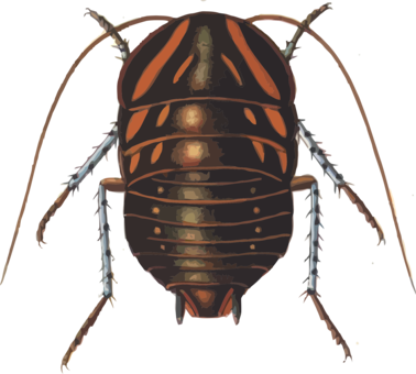 Cockroach Insect Polyzosteria Mitchelli Blattidae - Custom Cockroach Shower Curtain (378x340), Png Download
