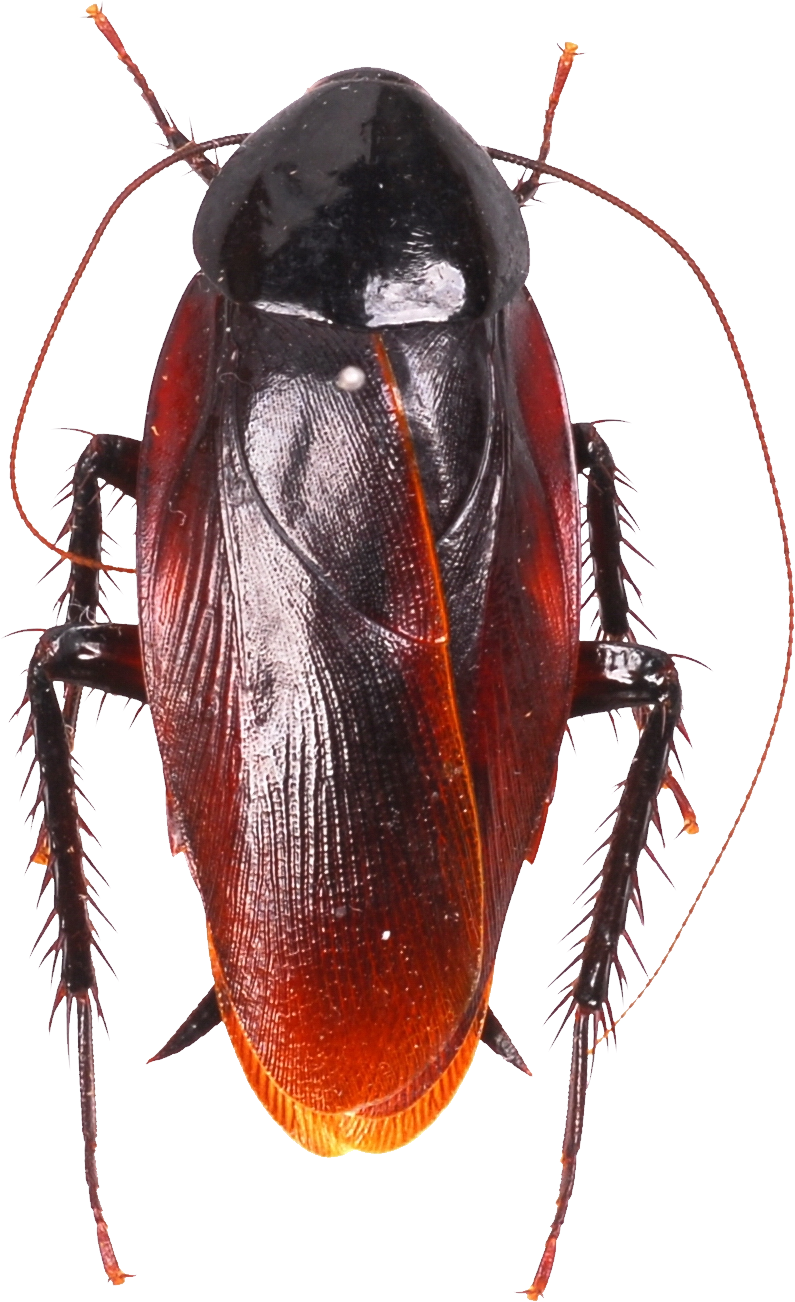 Roach Png (795x1302), Png Download