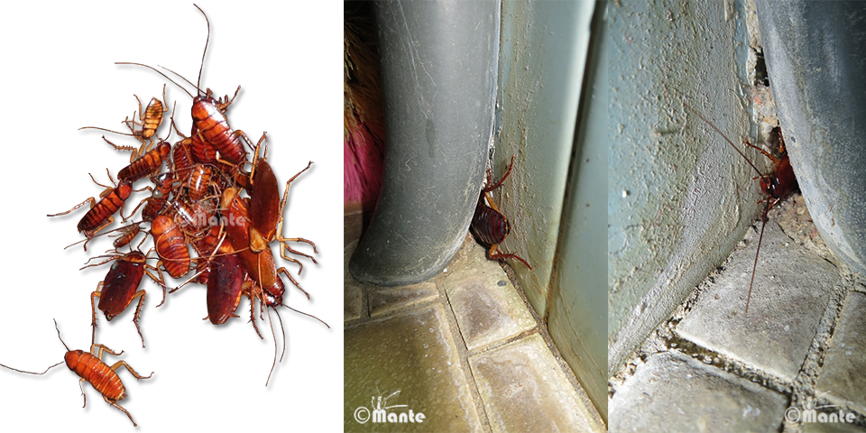 Cockroaches Usually Live In Groups And Mostly Active - Insects Living In Groups (960x480), Png Download