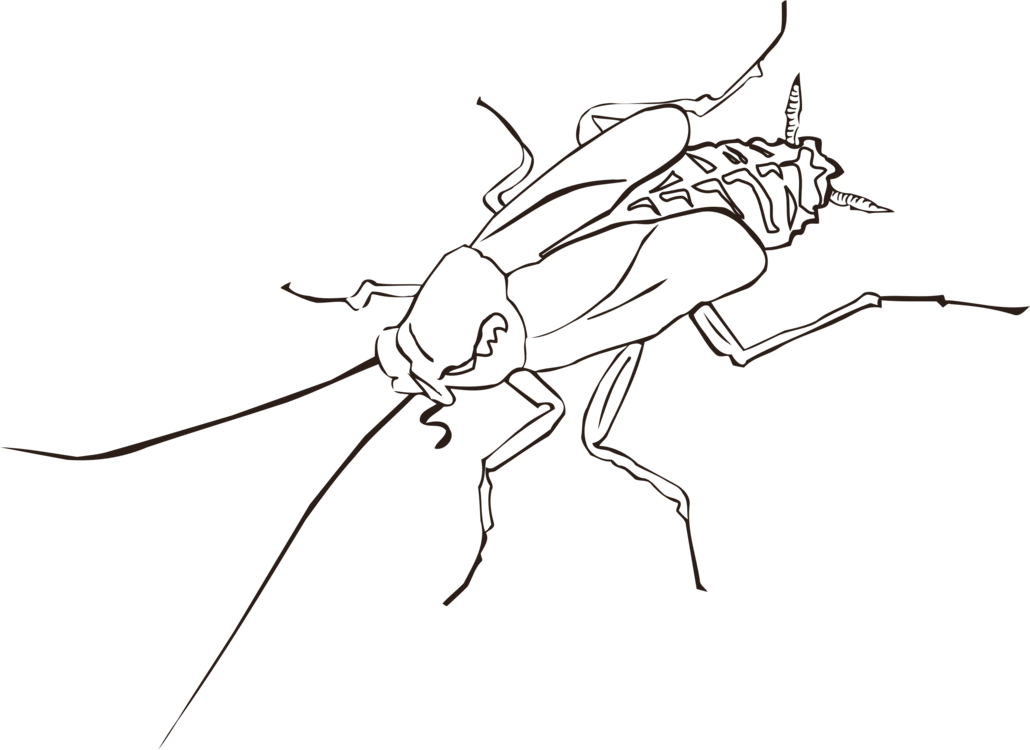 Cockroach Drawing Insect Wing Pest - Cockroach Black And White Clipart (1030x750), Png Download