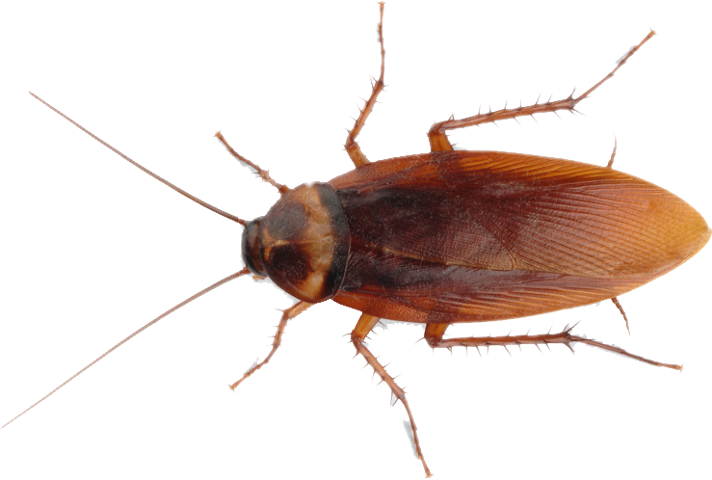 Othius Subuliformis (712x480), Png Download