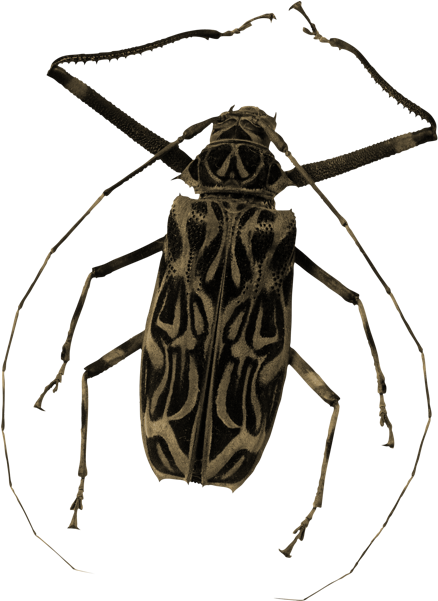 Tfw Is A Mini Personal Essay Series I'm Try To Do On - Insect Vector (800x800), Png Download