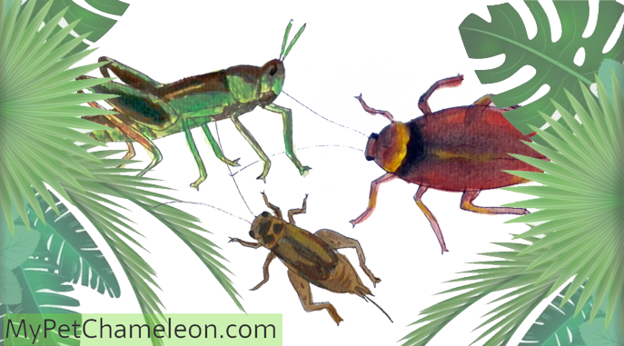 Previous - Chameleon Feed On Insects (687x381), Png Download