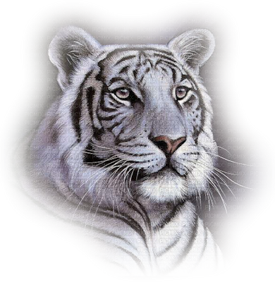 White Tiger Head - White Tiger Face Throw Blanket (390x400), Png Download