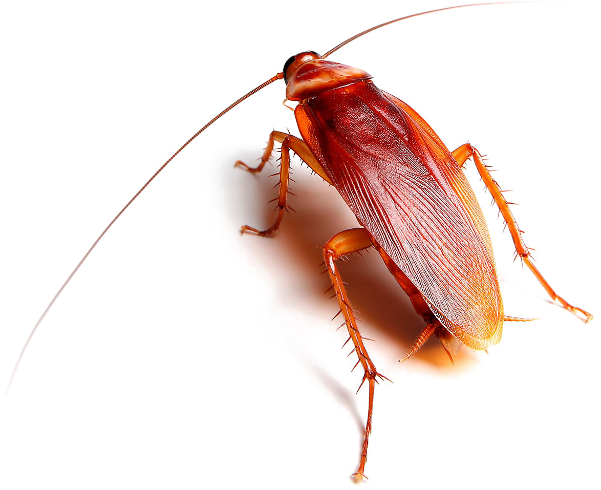 Roach Transparent Images - Roach Png (1200x974), Png Download