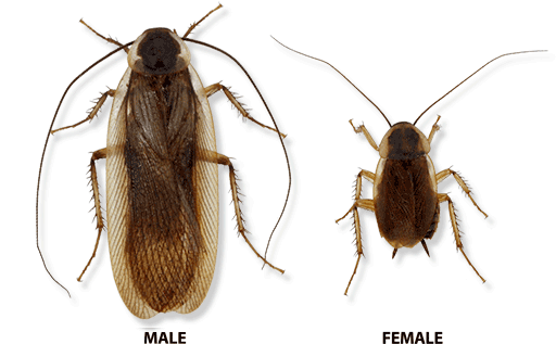 Pennsylvania Wood Cockroach - Wood Cockroach Male Female (518x364), Png Download
