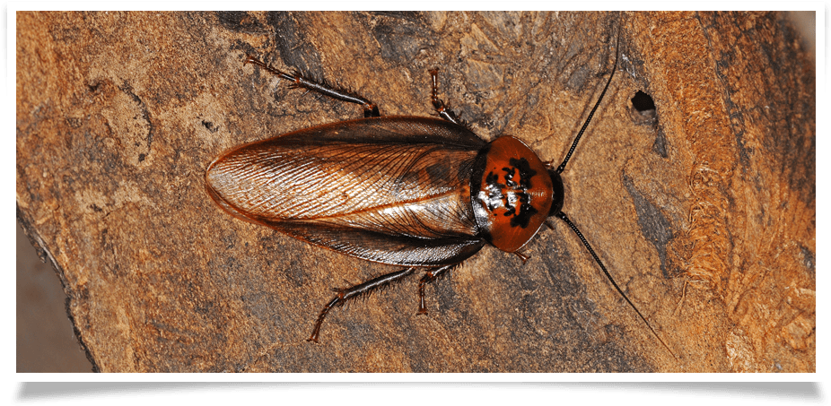 Cockroach Control In Buffalo, Ny - Paris (1050x497), Png Download