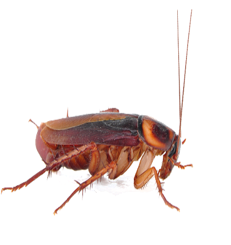 Cockroach Png Transparent Image - Cockroach Png Transparent Background (500x500), Png Download