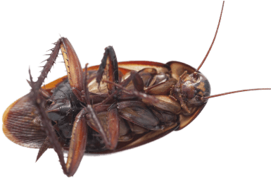 Large Cockroach On Its Back - Cockroach On Its Back (400x400), Png Download