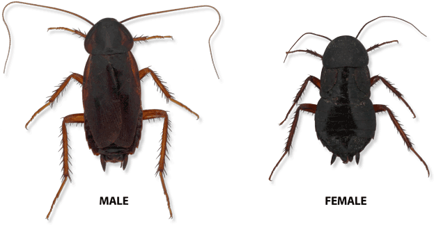 Oriental Cockroach Male And Female - Oriental Cockroach (660x380), Png Download