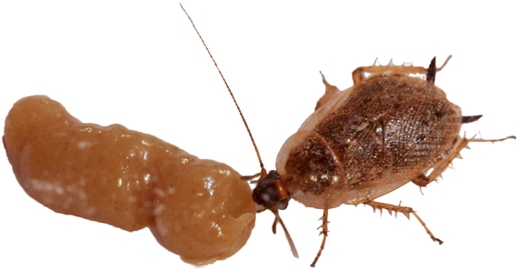 Cockroach Clipart Dead Ant - German Cockroach Fumigation (600x338), Png Download