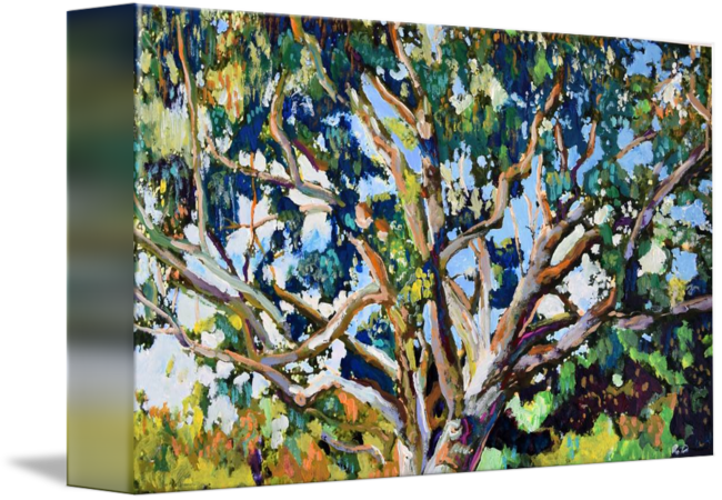 "eucalyptus Tree In The Park" By Rd Riccoboni, San - Gallery-wrapped Canvas Art Print 10 X 6 Entitled Eucalyptus (650x450), Png Download
