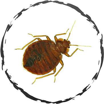 Bed Bugs - Flea (400x400), Png Download
