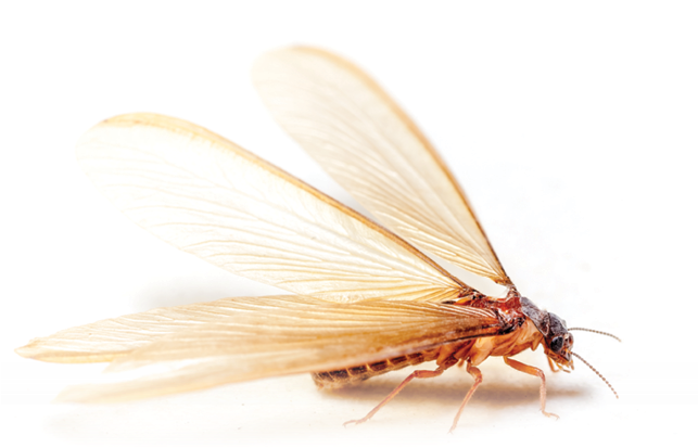 How Solitary Cockroaches Gave Rise To Social Termites - Termite (642x450), Png Download