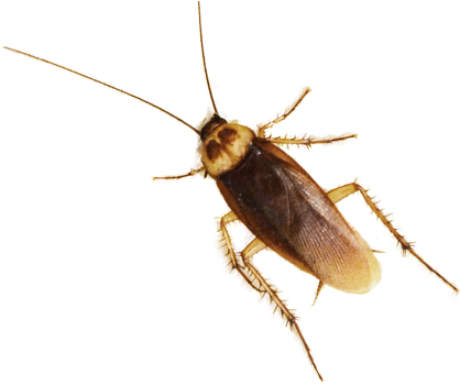 Humane Cockroach Control Images - New York (500x350), Png Download