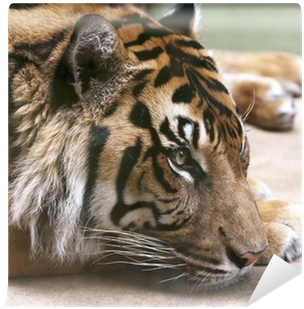 Vinyl Wall Mural (400x400), Png Download