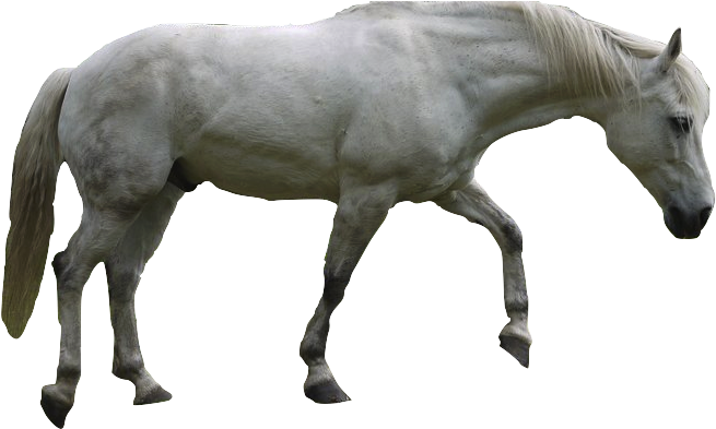 White Dog Horse - Horse (900x620), Png Download