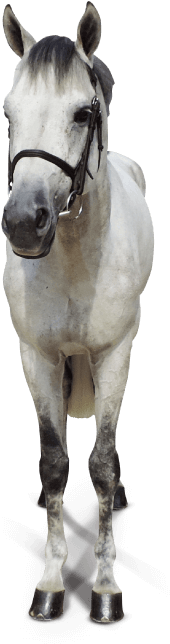 Horse From The Front Png (770x685), Png Download