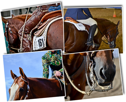 White Horse Show Mgt, Connie Henrichs, Albion, Nebraska - Nebraska (409x333), Png Download