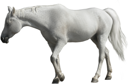 Horse (600x442), Png Download