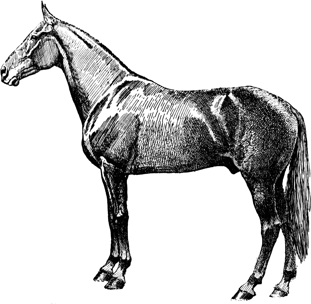 Vintage Horse Silhouette Png - Vintage Horse Png (1024x989), Png Download