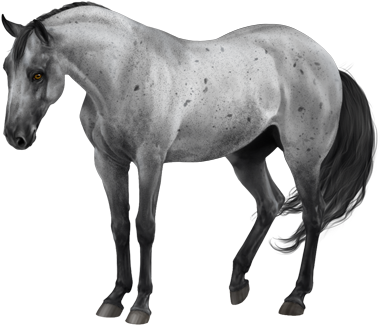 Comissions Two Horses - Blue Roan Frame Horse (600x450), Png Download