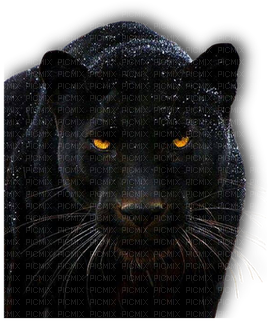 Animal, Animals, Black Panther, Big Cat, Eye, Eyes - Eyes Of A Panther (353x400), Png Download