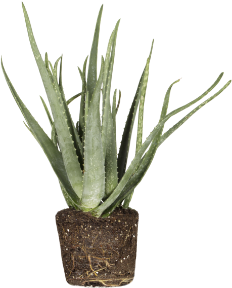 Aloe Vera - Agave (750x750), Png Download