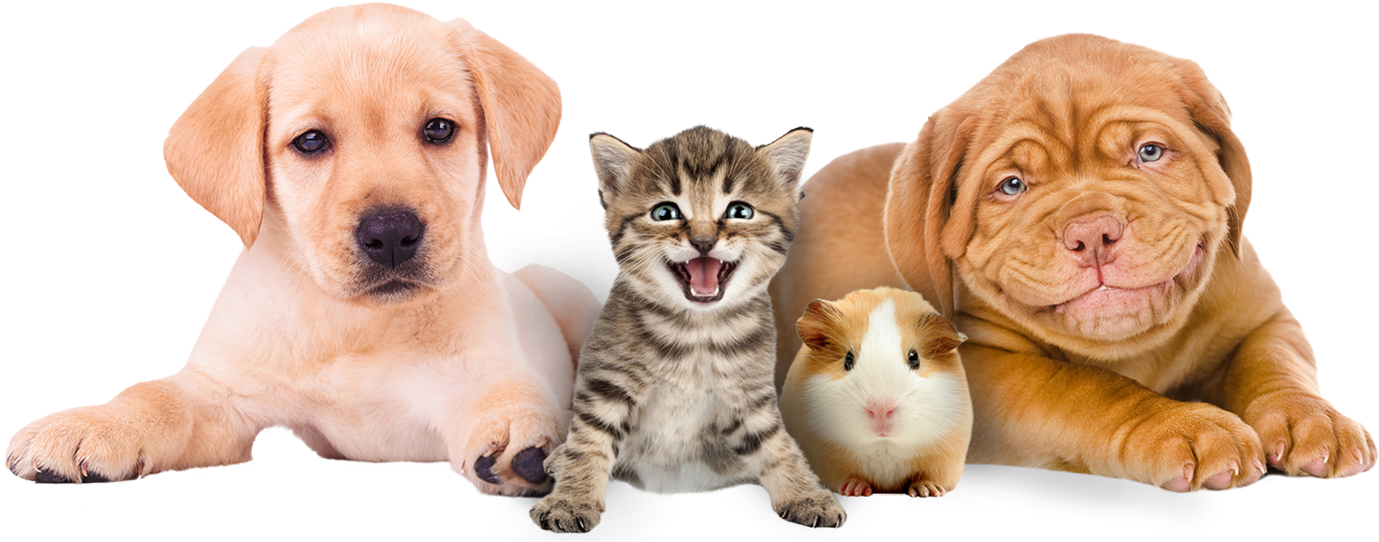 Pet Image With Doctor (1524x726), Png Download