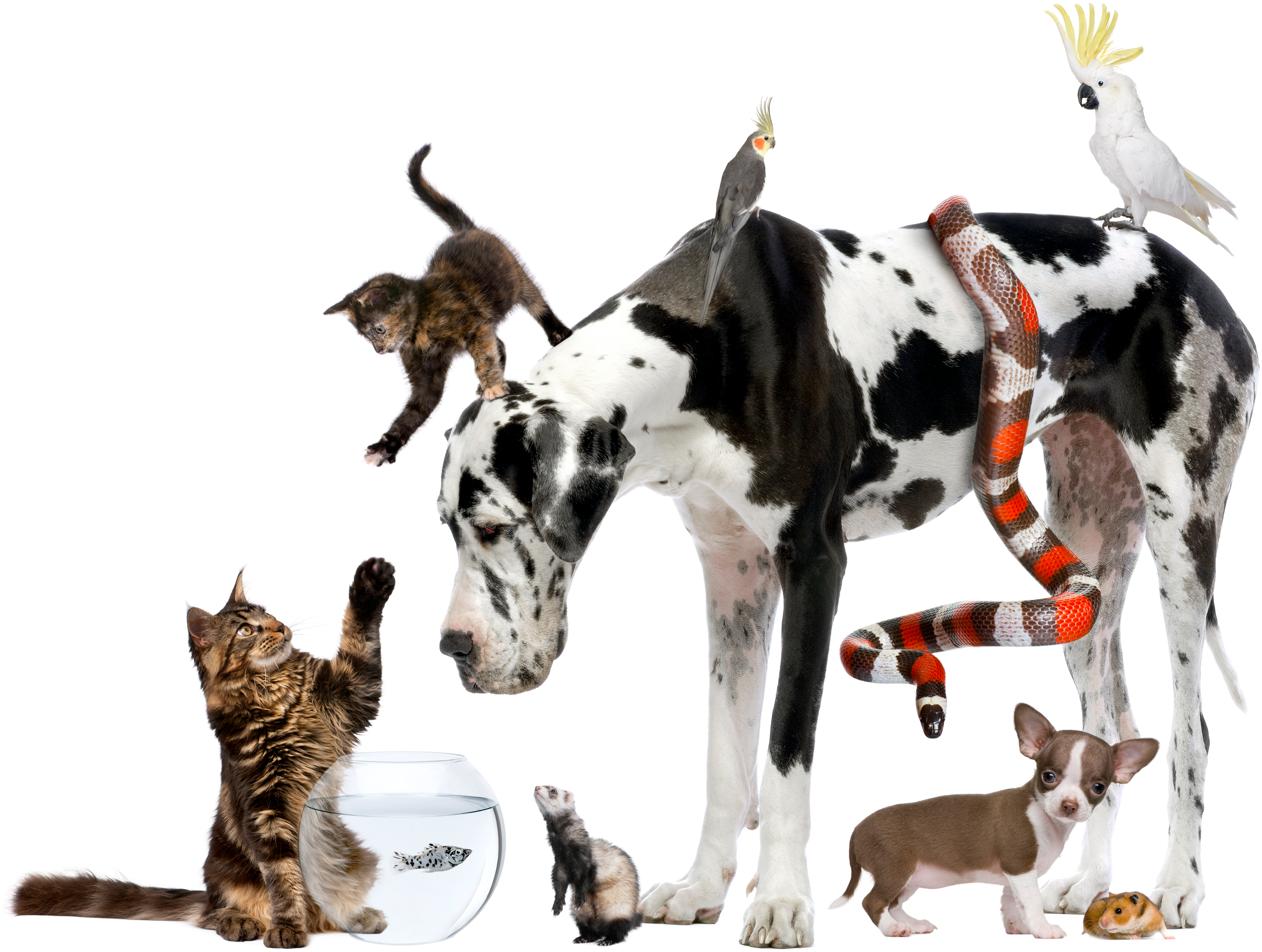 Pets - Choose An Animal (4122x2882), Png Download