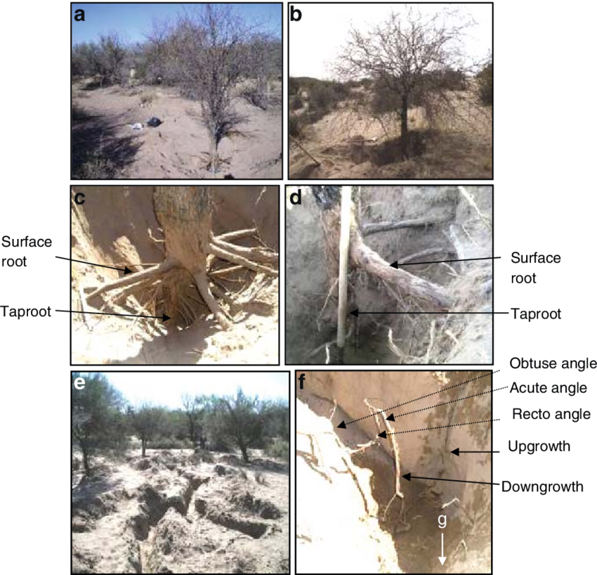 Excavations Performed At The Tree Base - Mexican Pinyon (850x818), Png Download