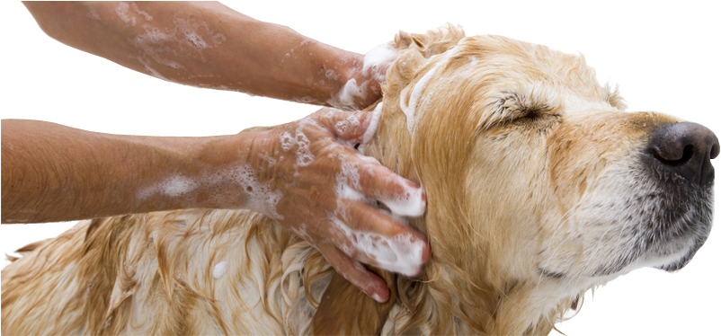 Admin2015 08 31t22 - Pets And Their Care (960x373), Png Download