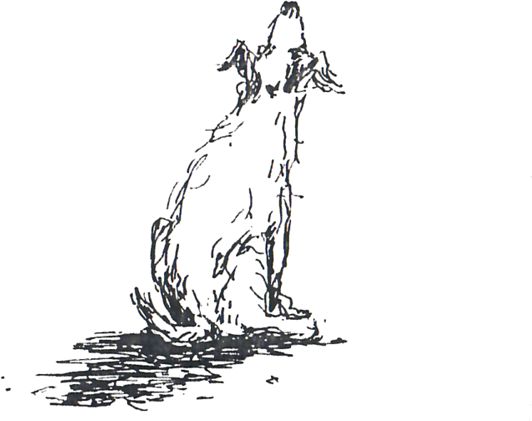 Pet - Sketch (1000x714), Png Download